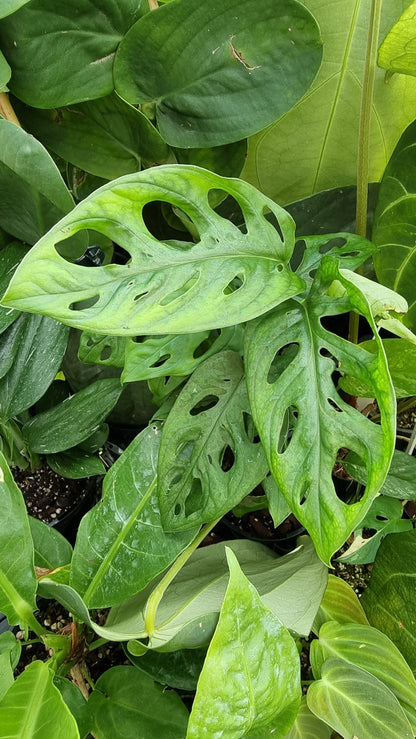 Monstera adansonii 'Monkey Mask' - Swiss Cheese Plant Plants Root'd Plants 