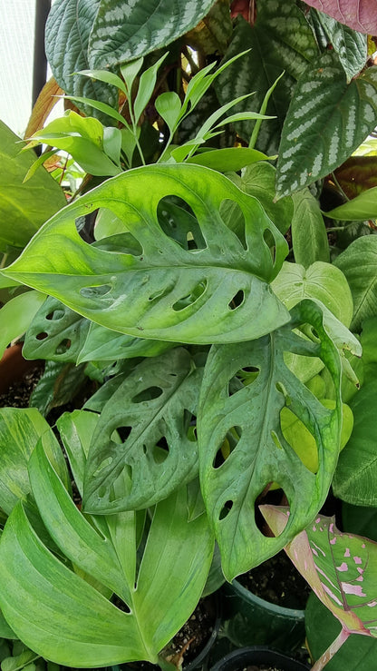 Monstera adansonii 'Monkey Mask' - Swiss Cheese Plant Plants Root'd Plants 