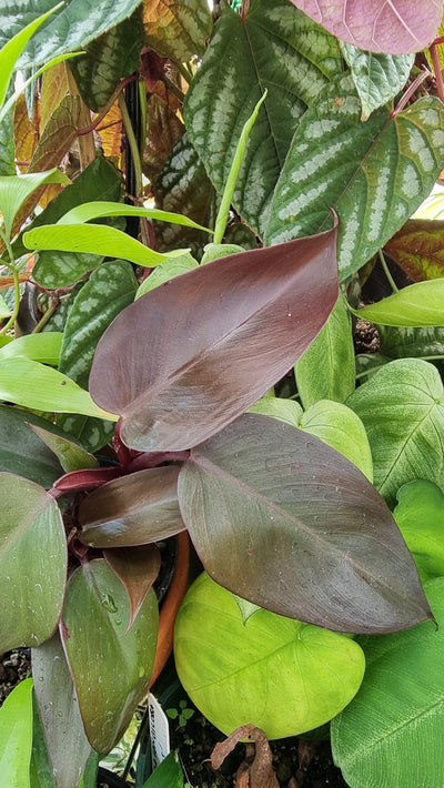 Philodendron 'Dark Lord' Root'd Plants 