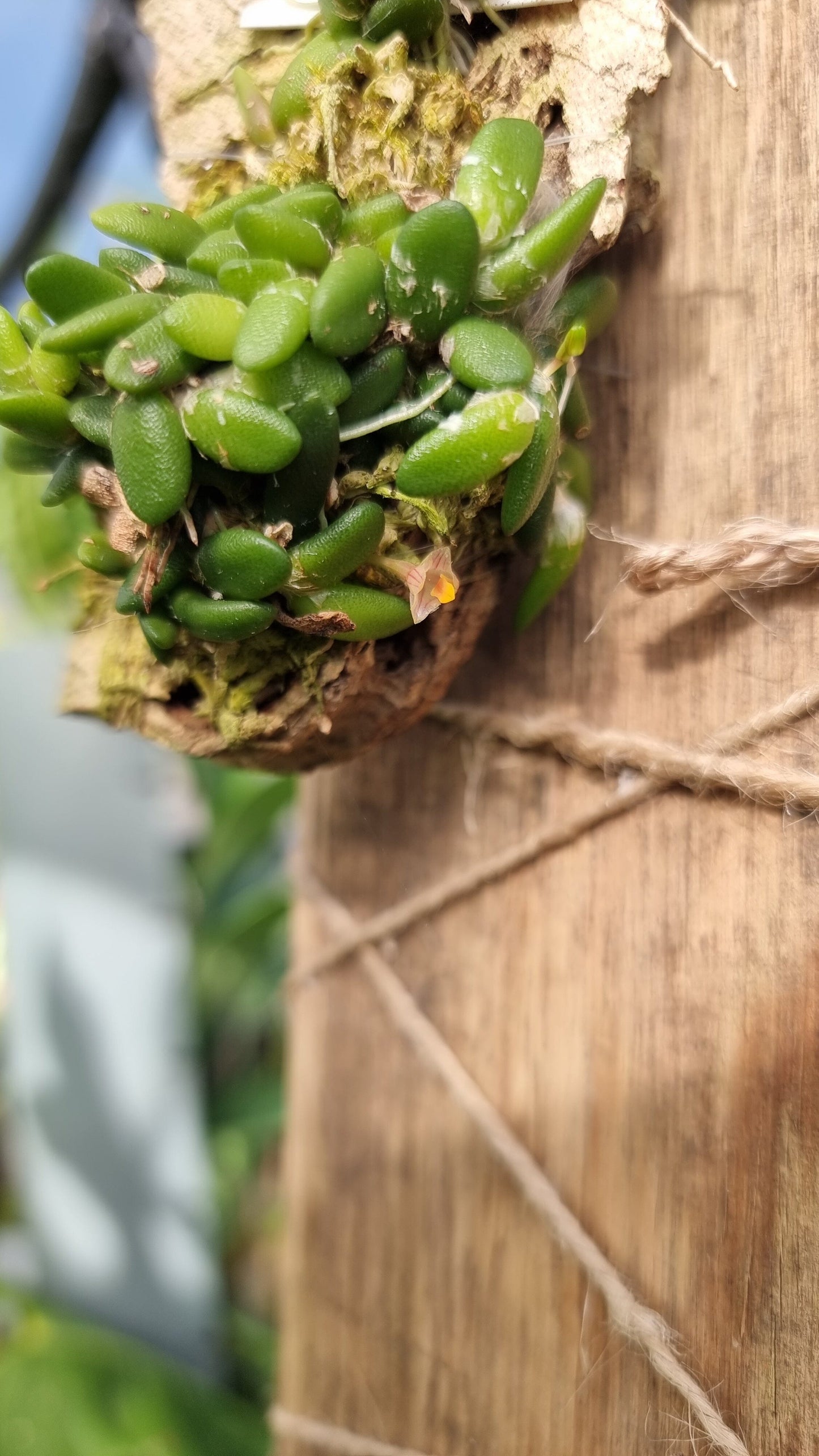 Dendrobium lichenastrum - Common Button Orchid Root'd Plants 