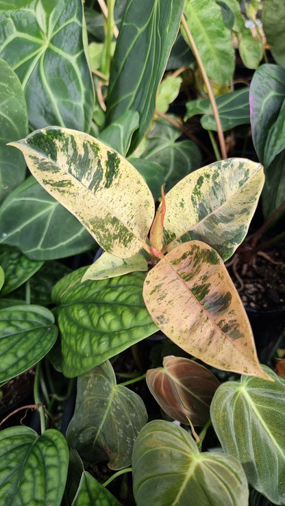 Ficus elastica ‘Shivereana’ - Rubber Plant Root'd Plants 