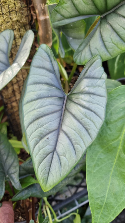 Alocasia bisma - Hard Leaf Root'd Plants 