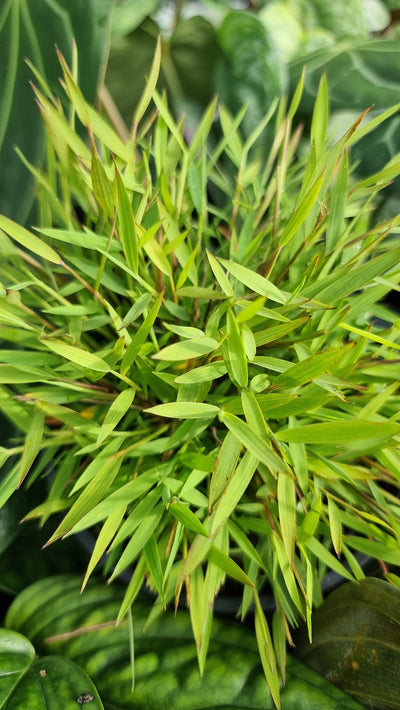 Pogonatherum paniceum - Baby Panda Grass Root'd Plants 