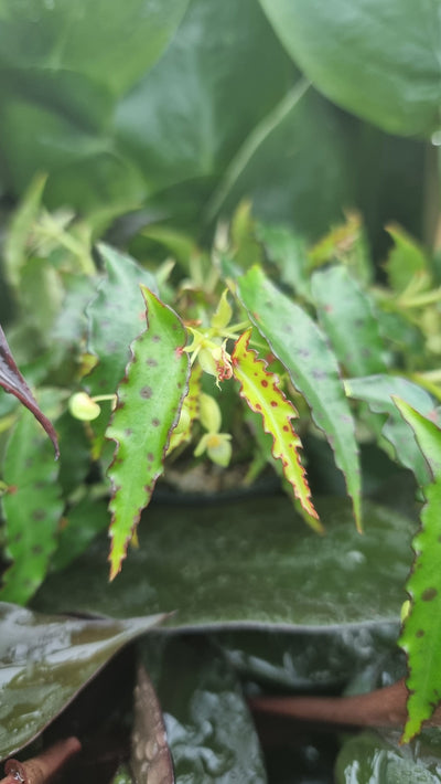 Begonia amphioxus - Butterfly Cane-Like Begonia Root'd Plants 