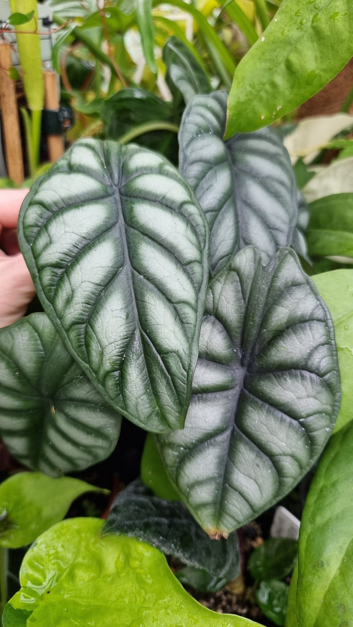 Alocasia baginda 'Black Dragon Scale' - Borneo Root'd Plants 