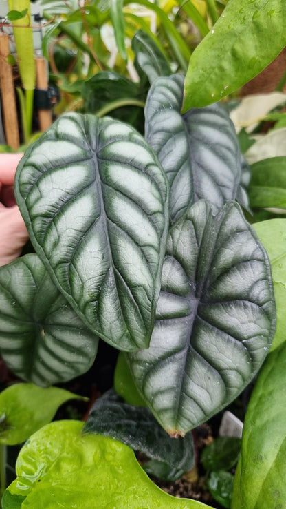 Alocasia baginda 'Black Dragon Scale' - Borneo Root'd Plants 