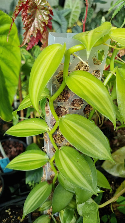 Vanilla planifolia variegata - Variegated Vanilla Orchid Root'd Plants 