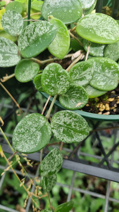 Hoya carnosa x serpens 'Mathilde Splash' Root'd Plants 