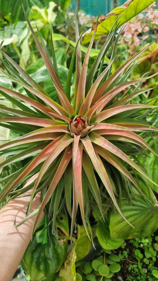 Tillandsia x NOID - Air Plant