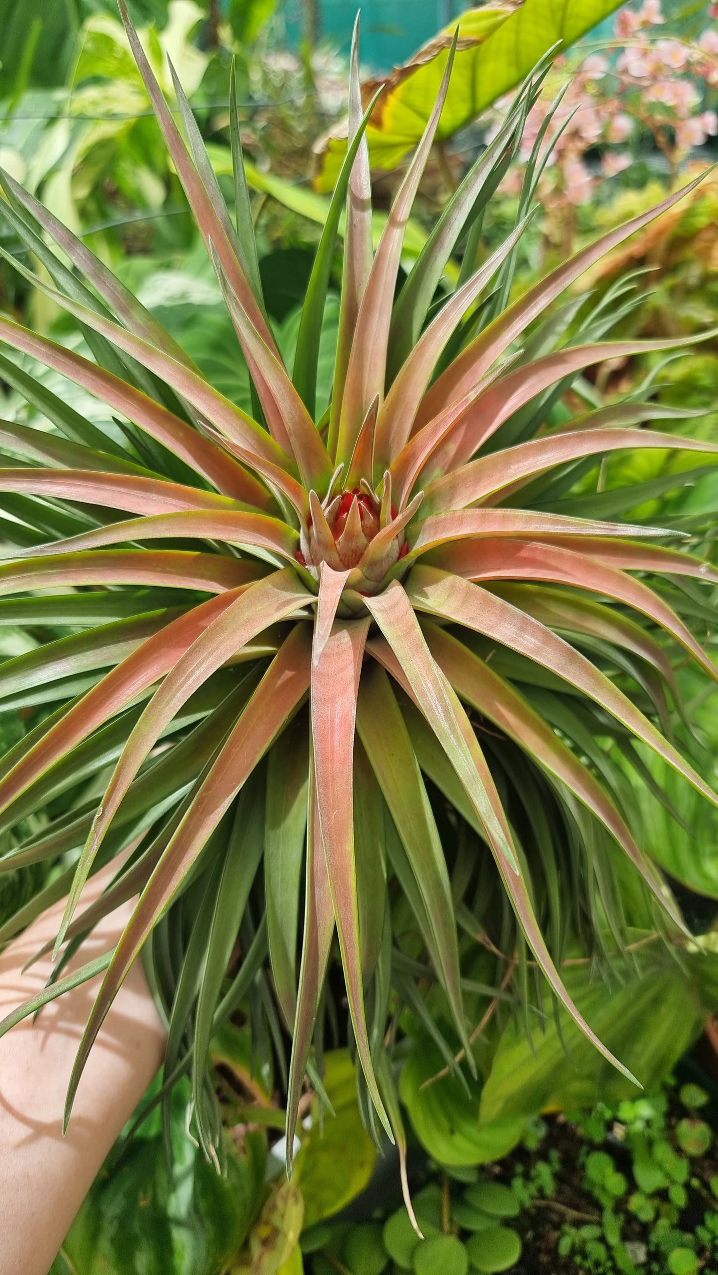 Tillandsia x NOID - Air Plant