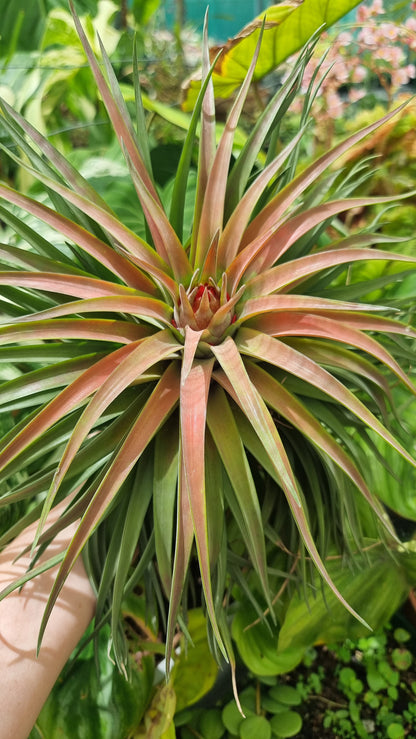 Tillandsia x NOID - Air Plant