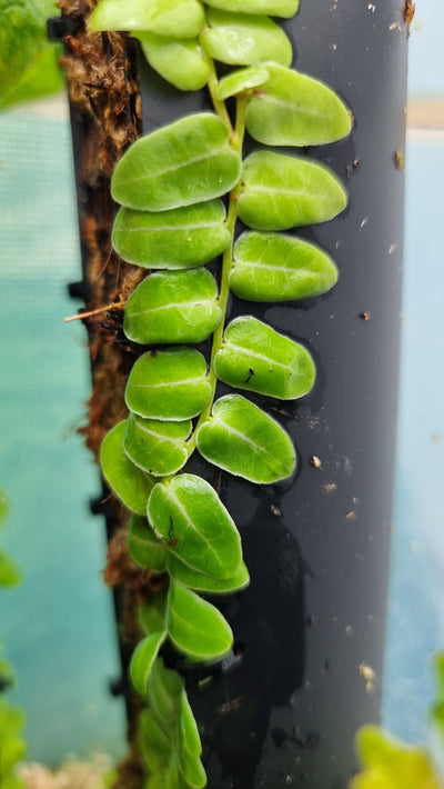 Marcgravia umbellata - Shingle vine Root'd Plants 