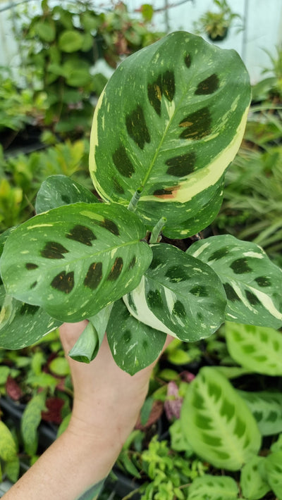 Maranta leuconeura “Kerchoveana” variegata - Variegated Prayer Plant Root'd Plants 