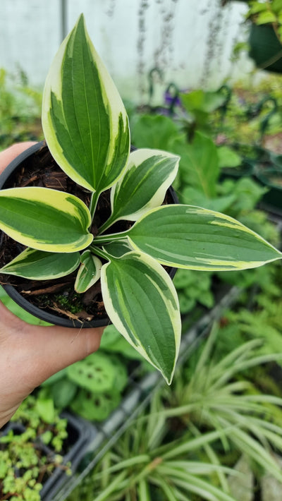 Hosta 'Autumn Frost' - Plantain Lily Root'd Plants 