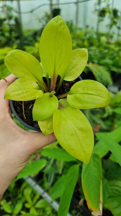 Hosta 'Lemon Snap' - Plantain Lily Root'd Plants 