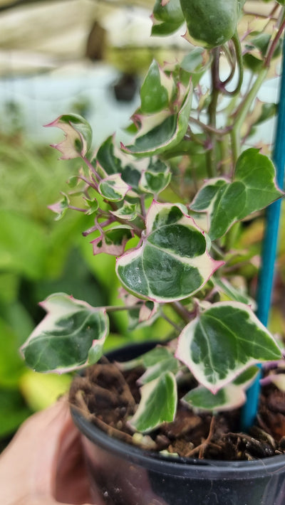 Senecio macroglossus variegata - Variegated Wax Vine/Ivy Root'd Plants 
