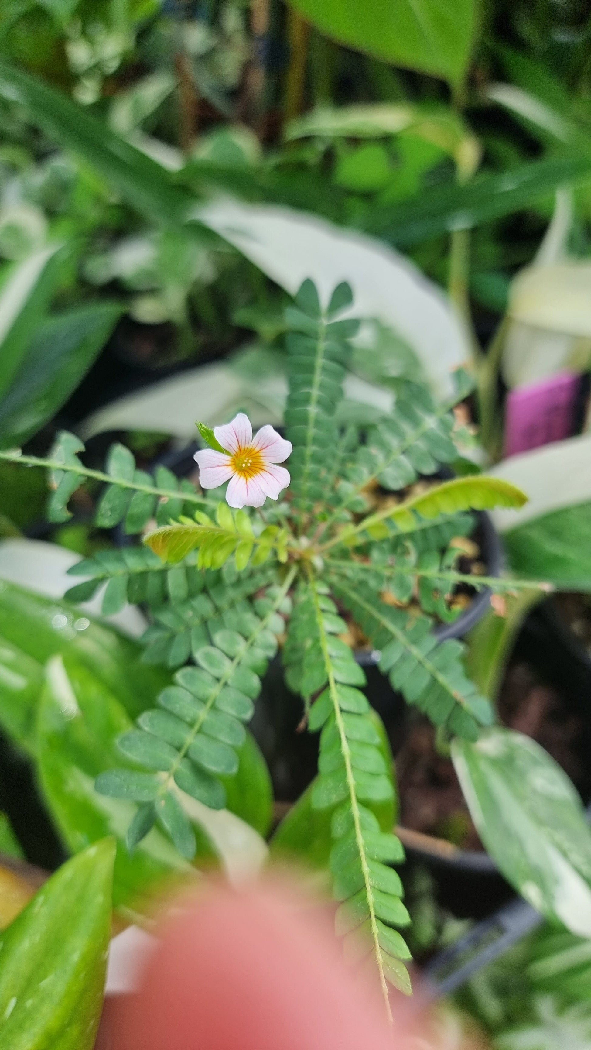 Biophytum sensitivum - Sensitive Tree Root'd Plants 