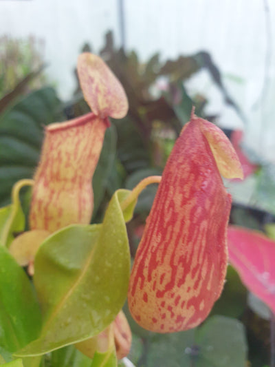 Nepenthes 'Gaya' - Hanging Pitcher Plant Root'd Plants 