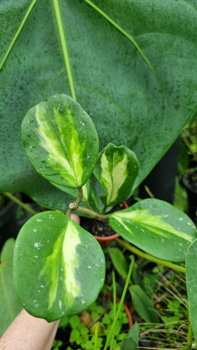 Hoya obovata variegata - Variegated Wax Vine Plant Root'd Plants 