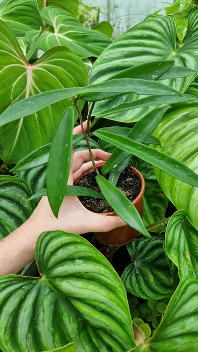 Hoya 'Minibelle' Root'd Plants 