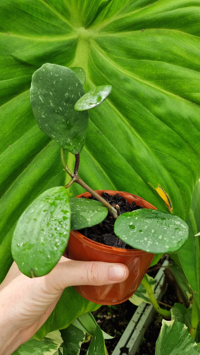 Hoya obovata 'Chimera' - Variegated Wax Vine Plant Root'd Plants 