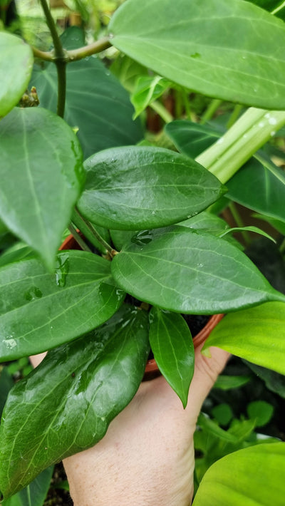 Hoya pottsii - Wax Vine Plant Root'd Plants 