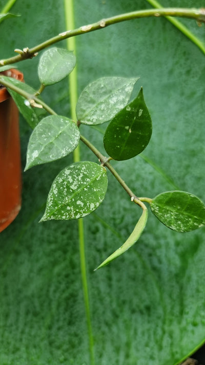 Hoya lacunosa Root'd Plants 