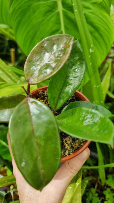 Hoya carnosa 'Krinkle Rubra' Root'd Plants 