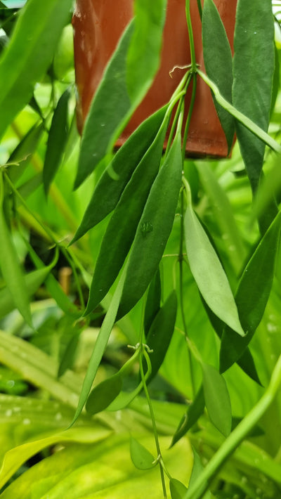 Hoya tsangii (Prev. odetteae) Root'd Plants 
