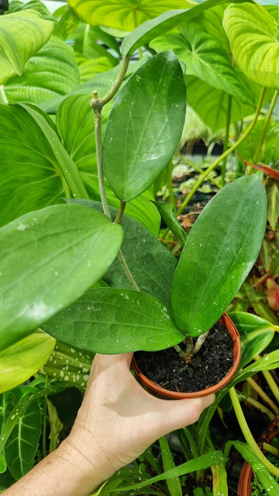 Hoya purpureo-fusca Root'd Plants 