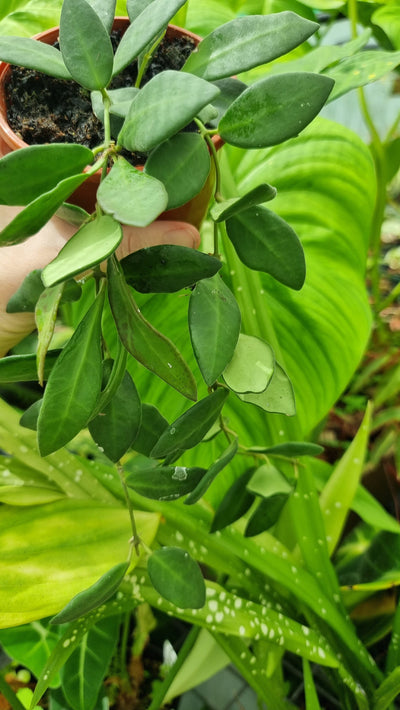 Hoya sp. aff. burtoniae (Syn. H. Honey Dew) Root'd Plants 