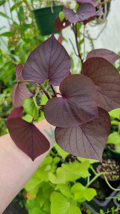 Ipomea batatas ‘Treasure Island - Kaukura’ - Sweet Potato vine Root'd Plants 