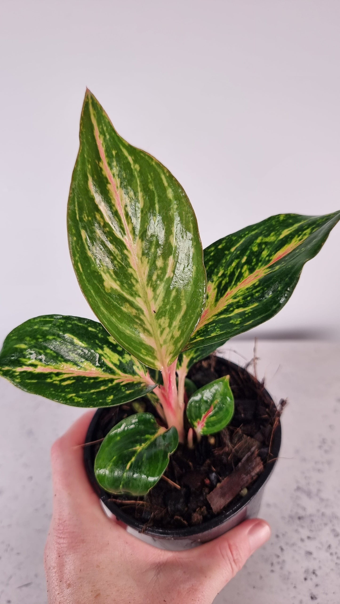 Aglaonema 'Ammaj Jareon' Plants Root'd Plants 