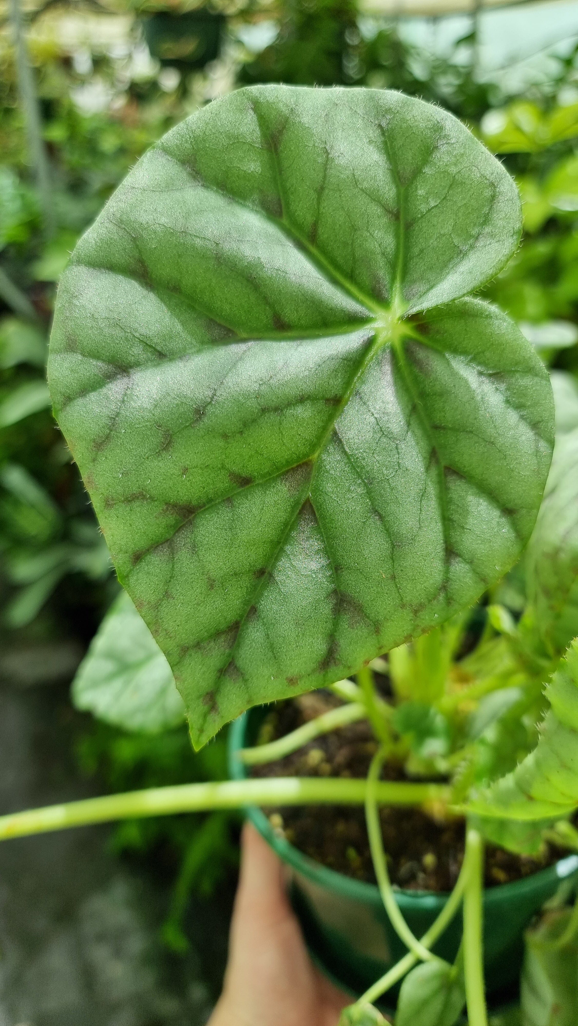 Begonia 'Page 13' - Blue Leaf Root'd Plants 