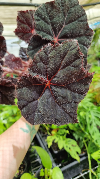 Begonia 'Bill Morris' - Rhizomatous Begonia Root'd Plants 