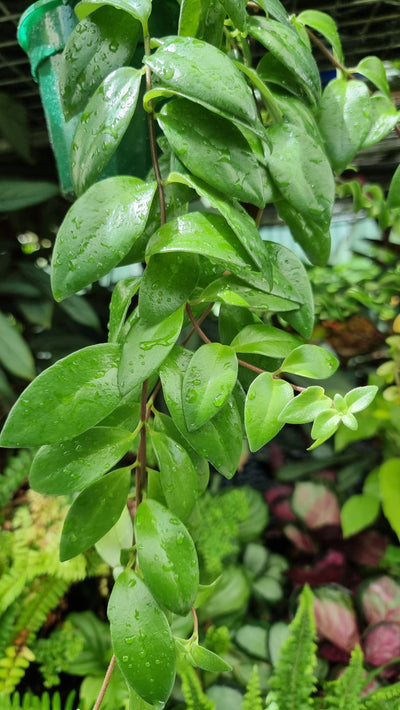 Aeschynanthus radicans - Lipstick Plant Root'd Plants 
