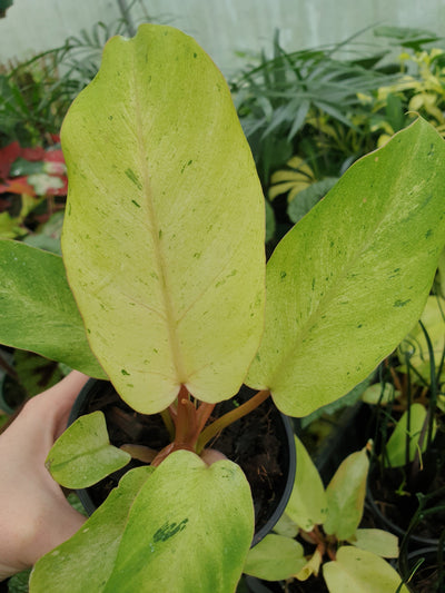 Philodendron x 'Snowdrift' - Variegated Aroid Root'd Plants 