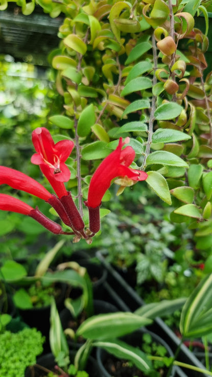 Aeschynanthus radicans 'Curly' - Lipstick Plant Potted Houseplants Root'd Plants 