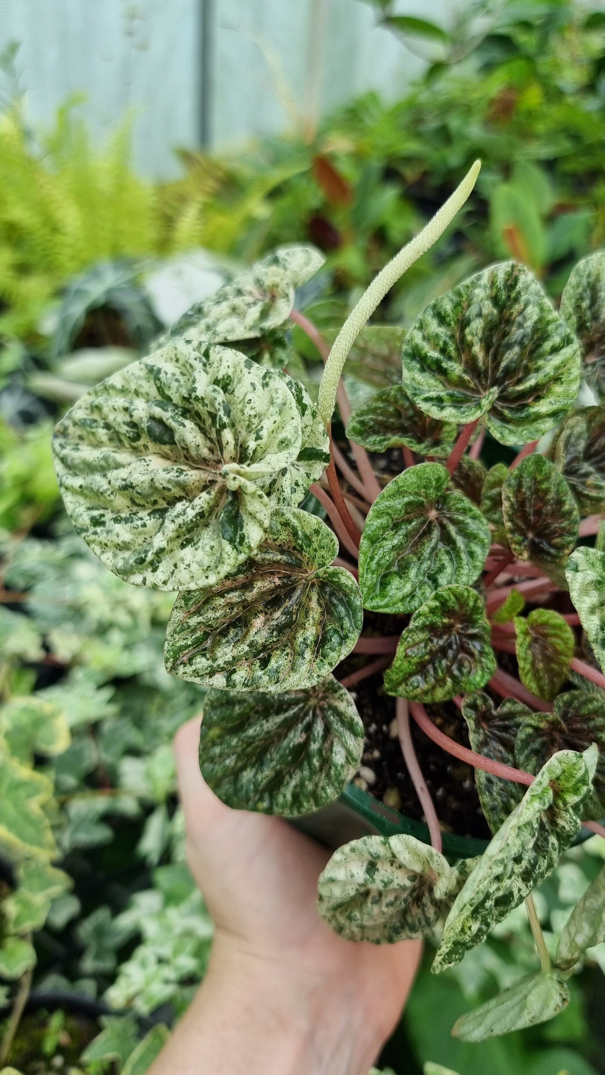 Peperomia caperata variegata - Variegated Ripple Pep Root'd Plants 