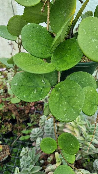 Hoya obovata - Wax Vine Plant Root'd Plants 