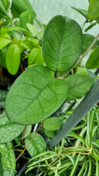 Hoya fungii - Wax Vine Plant Root'd Plants 
