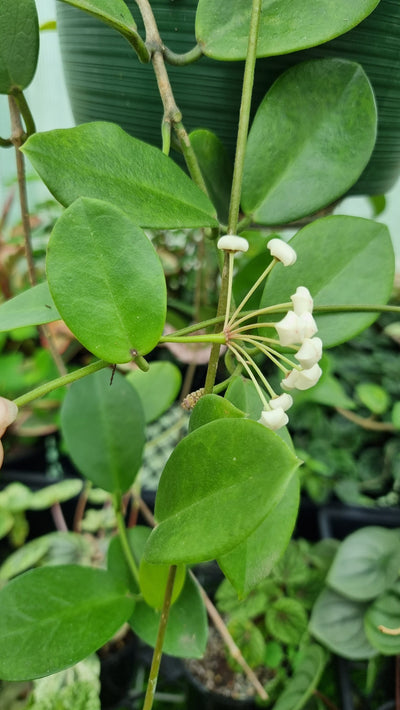 Hoya australis ssp. australis - Wax Vine Plant Root'd Plants 