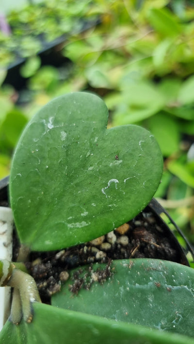 Hoya kerrii - Sweetheart Hoya Root'd Plants 