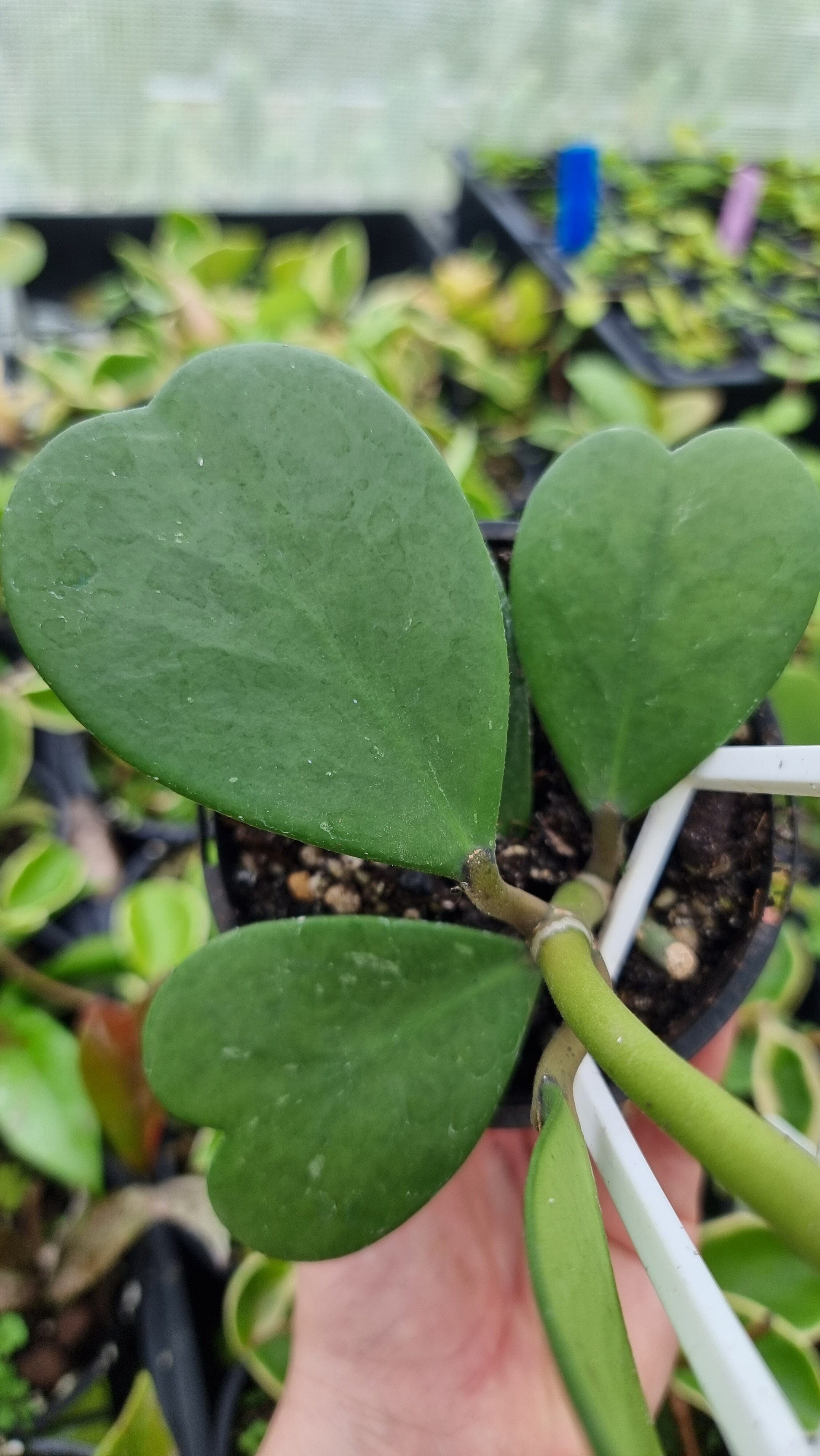 Hoya kerrii - Sweetheart Hoya Root'd Plants 