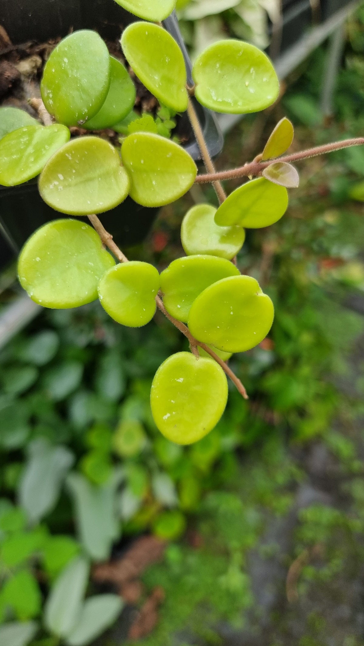 Hoya carnosa x serpens 'Mathilde' Root'd Plants 