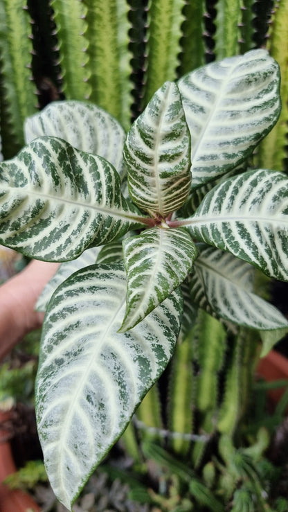 Aphelandra squarrosa 'White Wash' Root'd Plants 