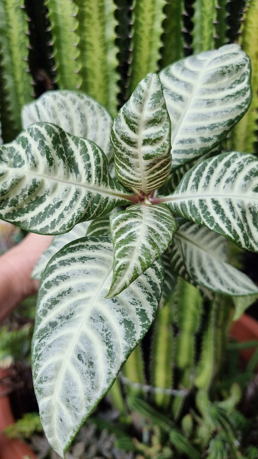 Aphelandra squarrosa 'White Wash' Root'd Plants 
