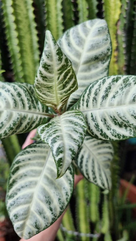 Aphelandra squarrosa 'White Wash' Root'd Plants 