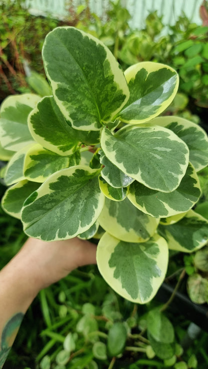 Peperomia obtusifolia albomarginata
