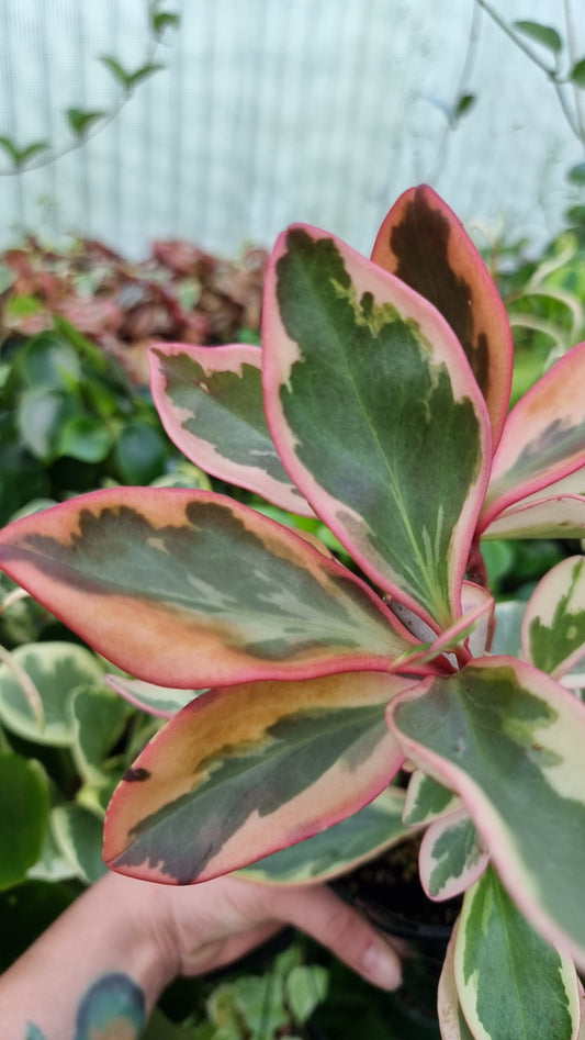 Peperomia clusiifolia tricolour - Variegated